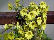 Tropaeolum brachyceras